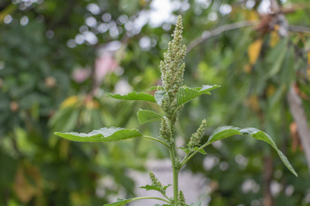 A close up of a blooming leafy green of Amaranthus retroflexus plant in the garden, with leaves and flowers on its stem.の写真素材