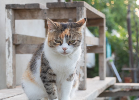 A calico cat with white, brown and gray fur is sitting on an old wooden table in front of the...