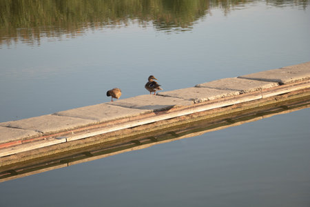 Two ducks perched on the edge of an embankment, next to concrete slabs, their reflections visible in the calm, clear water below.の写真素材