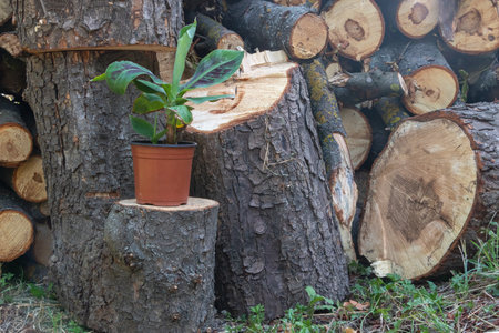 A potted plant stands on a pile of firewood.