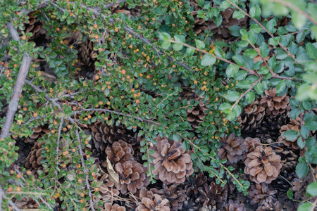 A close-up photo of the ground covered in small brown pine cones and green leaves, with some yellow...