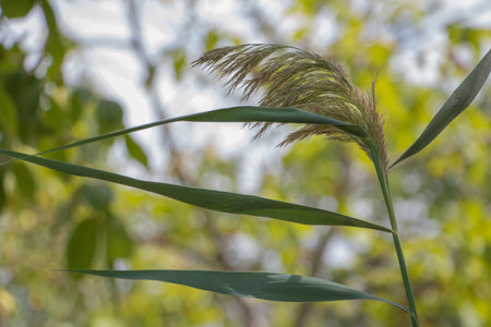 Close-up of the long leaves and green stem of pampas grass with a blurred background.の写真素材
