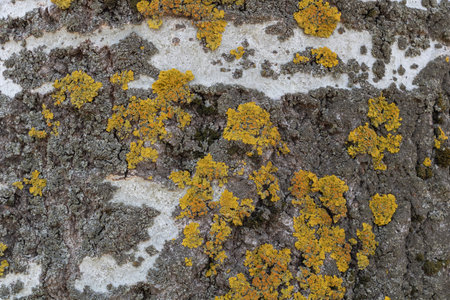 Birch bark with lichen, close-up of texture and pattern for background or wallpaper.の写真素材