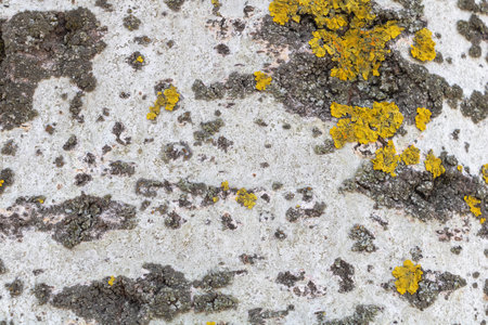 White bark with yellow lichen, close-up texture background. The grayish-white tree trunk has detailed patterns and textures that add depth to the surface.の写真素材
