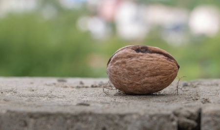 A close-up photograph of an unshelled walnut, placed on the edge of a concrete surface in front of blurred greenery and buildings.の写真素材