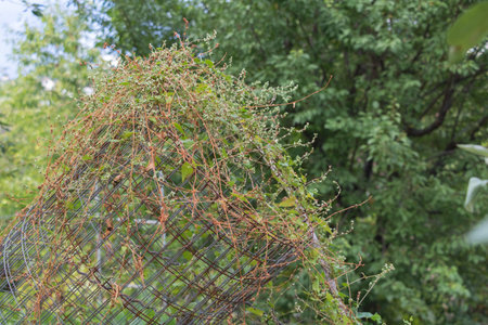 In the garden, an iron mesh fence is covered with many small brown flowers and green leaves growing on it.の写真素材