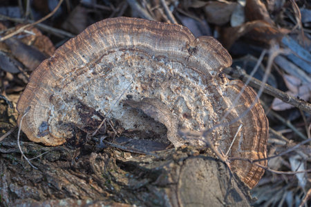 A close-up of an old, gray-brown polypore mushroom with intricate patterns on its gills and cap,...