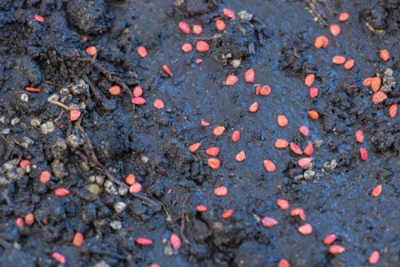 A close-up of small Tomato seeds scattered on the soil, ready to be sown in an organic gardenの写真素材