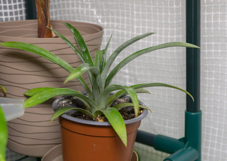 Potted pineapple Plant with Fresh Leaves growing in the greenhouse.の写真素材