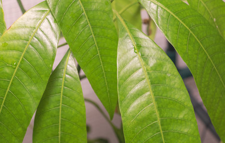 Glossy Green Leaves of Mango tree and Water Droplets close up.