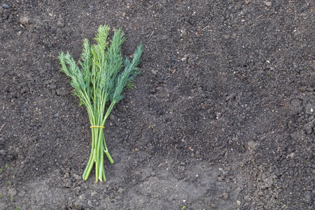 Dill on the ground, top view of garden soil background. A bunch of green dill and coriander lies in...