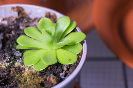 A close-up shot of the pinguicula plant in its pot, showcasing intricate details and vibrant green leaves.の写真素材