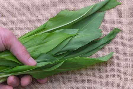 Hand holding fresh green ramson with the stalk on a burlap background, close-up.