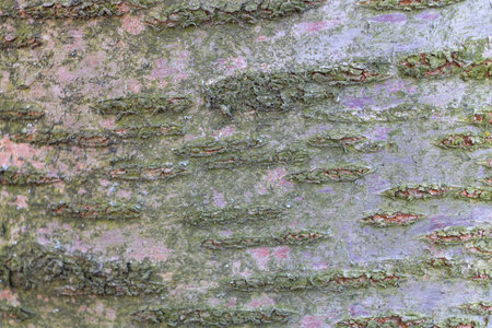 Mottled Bark Texture with Lichen and Moss Accents,