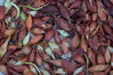 Shallots with Skin and Fresh Green Shoots Close-upの写真素材