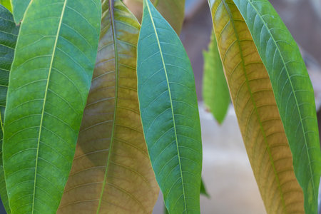 Close-up of Mango Tree Leaves with Natural Lightの写真素材