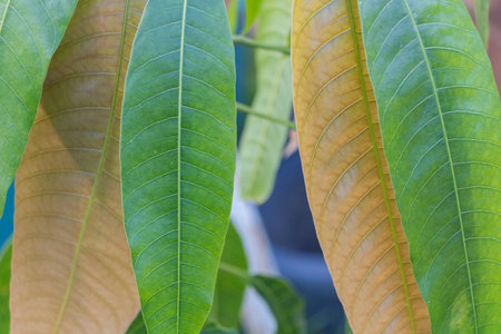 Close-up of Mango Tree Leaves with Green and Yellowing Areas.の写真素材