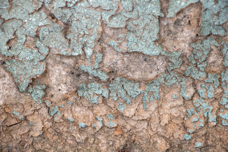 Cracked Earth Texture with Light Green Patina Natural Dried Mud Background for Organic or Rustic Design Concepts.の写真素材