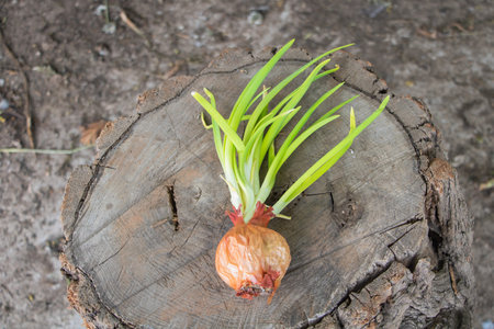 Sprouting Onion Placed on Rustic Tree Stump Concept of Growth, Renewal, and Sustainable Living.の写真素材