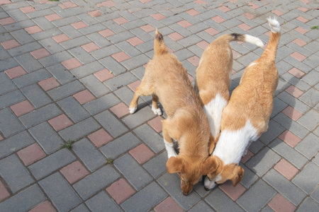 Three Street Dogs Sniffing Ground on Paved Sidewalk Outdoors,の写真素材