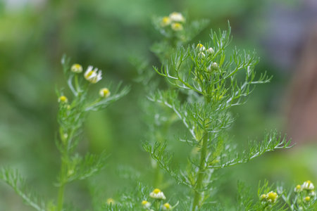 Young Chamomile Plant with Green Buds Close Up,の写真素材