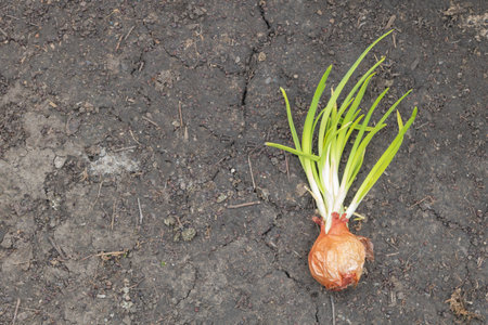 A single sprouted onion lying on the ground. The onion has bright green shoots emerging from the...
