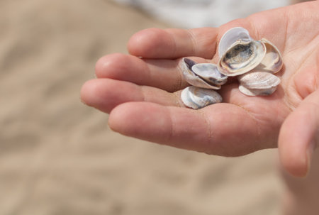 Close-up of hands holding three small seashells on the beach, natural lighting.