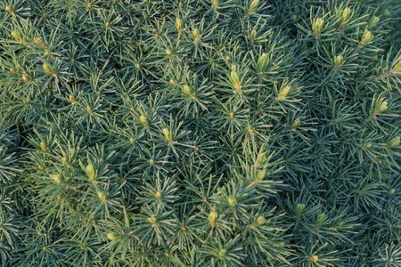A top view of green spruce branches, the background is a large area of dark blue grass with some...