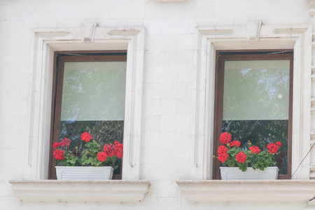 Two window frames with red geraniums in white pots on the windowsill, photo taken from outside.の写真素材