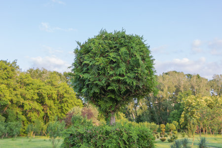 Beautiful topiary tree in the park, with a blue sky and green trees in the background.の写真素材