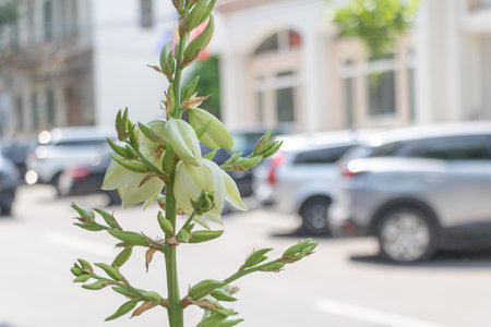 Yucca plant with white flowers blooming on the street corner of an urban city center in summer, surrounded by parked cars.の写真素材