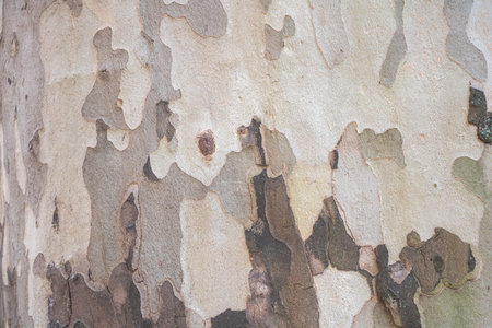 Close-up of the tree bark texture with a camouflage pattern on an Maple tree trunk.の写真素材