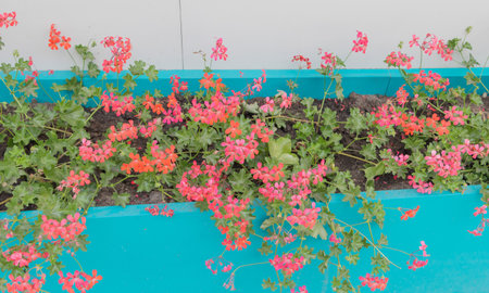 Outdoor flower box in a bright turquoise color, with pink geraniums growing on the sides.の写真素材