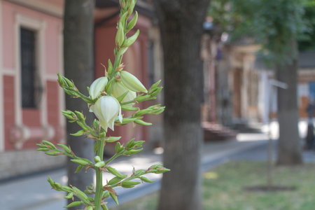 A white yucca plant with several buds about to bloom, growing in the foreground of an old European street scene.の写真素材