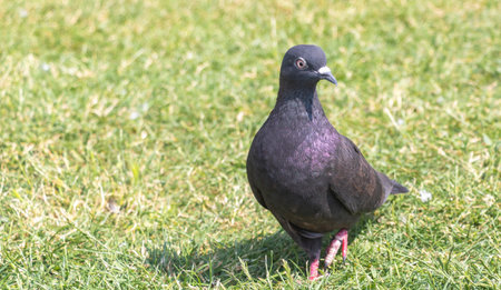 A dark gray pigeon with purple underwing feathers, standing on lush green grass in an open field. The dove is looking to the right and has its head tilted slightly upwards towards the skyの写真素材