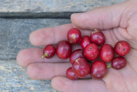 A close-up of a hand holding red coffee berries, showing their small size and bright color against an outdoor background.の写真素材