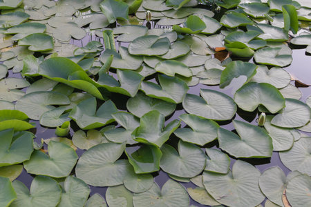 Cluster of green lily pads floating on calm water surface in a peaceful pond.の写真素材