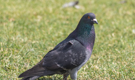Close-up of a common pigeon standing on green grass in daylight.の写真素材
