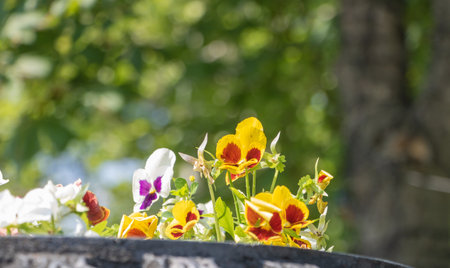 Bright pansies in full bloom growing in a stone planter with blurred green background.の写真素材