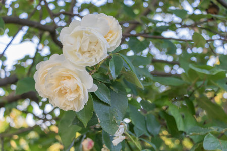 Close-up of creamy white roses blooming on a bush with green foliage in background.の写真素材