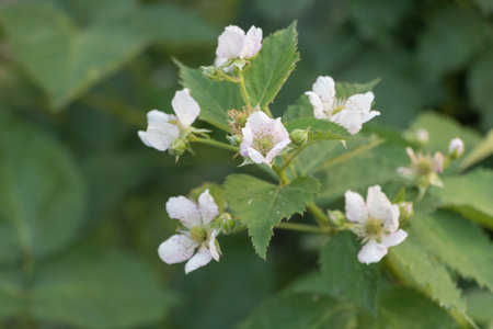 Close-up of blackberry flowers in bloom on green leafy bush in garden.