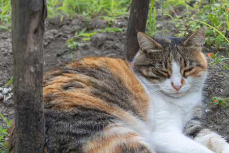 Tricolor cat relaxing outdoors with eyes closed, calico fur in garden setting.の写真素材