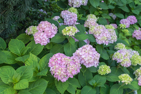 Pink hydrangea flowers blooming in a lush green garden