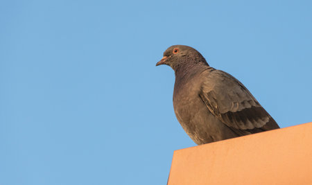 Close-up of a pigeon perched on an orange building edge at sunset against clear blue sky.の写真素材