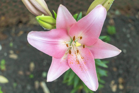 Pink lily flower in full bloom with visible anthers and pollen.の写真素材