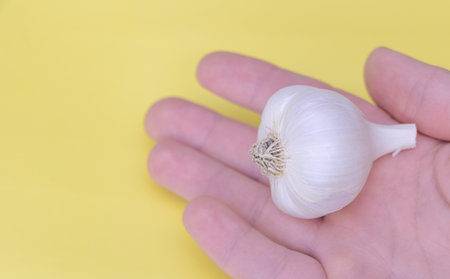 Hand holding a whole garlic bulb against bright yellow background.