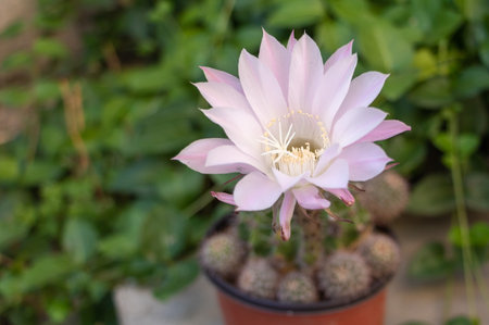 Pale Pink Echinopsis Cactus Flower Blooming in Pot with Green Background.の写真素材