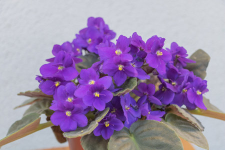 Purple African violet houseplant in bloom, closeup of Saintpaulia flowers with green leaves in...