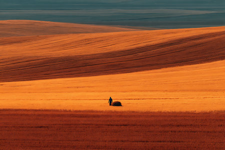 Lone farmer standing in golden wheat field during harvest season with dramatic rolling hills background, rural agriculture landscapeの素材