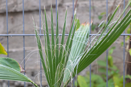 Young palm tree with detailed fan leaves and fibers.の写真素材